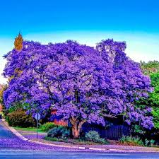 Jacaranda Fern Tree Seeds – Blue Flowers, Fast-Growing Tropical Tree, Jacaranda mimosifolia, Ornamental & Shade Tree