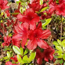 Midnight Flare Azalea Live Rooted Starter Plant | Rhododendron Deciduous Shrub with Vibrant Red Blooms