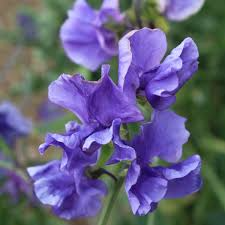 Blue Danube Sweet Pea Seeds – Fragrant Blue-Violet Climbing Vines for Gardens & Bouquets, Lathyrus odoratus, 50+ Seeds