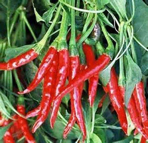 Thai Hot Pepper Seeds | Heirloom, Non-GMO | 50,000-100,000 Scoville | Compact 12-18" Plants | Capsicum annuum