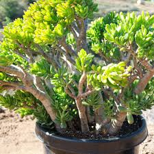 Crassula Ovata Green Jade Bare Root Plant | 4-6 Inches Succulent, Money Tree, Drought-Tolerant, Easy-Care Bonsai, White Blooms