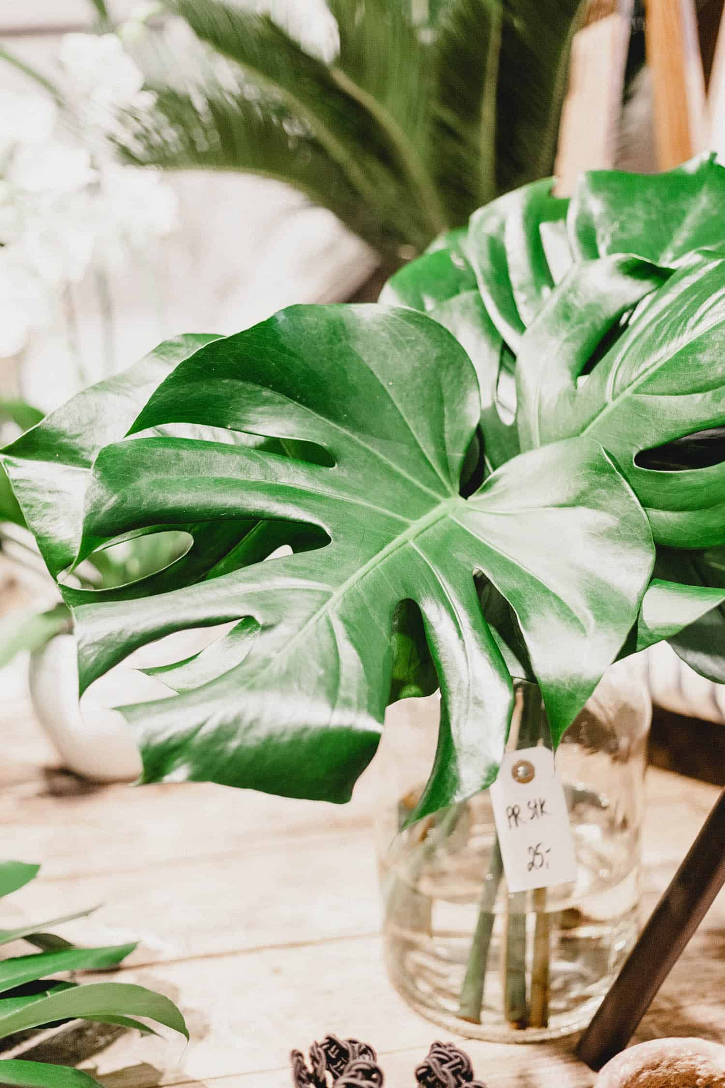 Large Monstera Deliciosa Rooted Cutting - Tropical Indoor Plant with Fenestrated Leaves - Green Houseplant