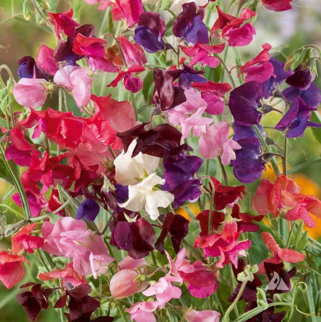 Colorful Climbing Seeds Mix - Morning Glory, Sweet Pea, Nasturtium Vines, Non-GMO, Fast-Growing, Vertical Garden Trellises