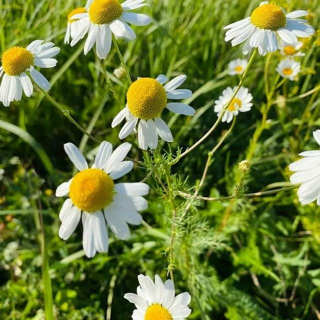 German Chamomile Herb Seeds – 2500 Pack, Matricaria chamomilla, White Daisy Flowers, Calming, Pollinator-Friendly, Tea & Remedies