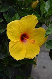Hibiscus rosa-sinensis 'Tequila' Live Bare Root Starter Plant – Exotic Tropical Hibiscus with Vibrant Orange, Red & Yellow Blooms