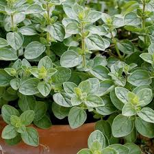 Italian Oregano Seeds – 100mg Heirloom Culinary Herb for Garden & Containers, Drought Tolerant, Fragrant, High Yield, Origanum vulgare