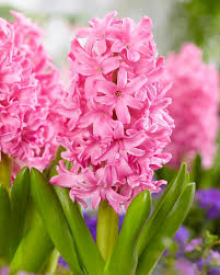 Hyacinth Pink Pearl Bulbs - Fragrant Fuchsia-Purple Flowers, Award-Winning Garden & Container Bulbs, Hyacinthus orientalis