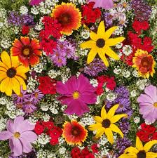 Wildflower Seed Mix 500 Seeds Bee-Friendly Pollinator Garden Flowers Non-GMO Heirloom Perennial Blend
