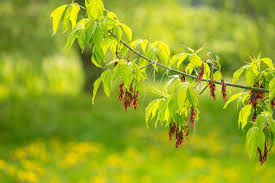 Tree Seeds – 10 Acer negundo Boxelder Maple Fast-Growing Shade Tree with Green Foliage