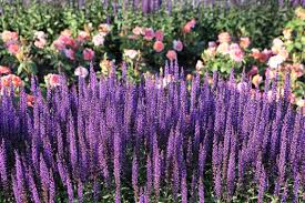 100 Seeds Munstead Lavender (Lavandula angustifolia) - Fragrant Hardy English Herb Seeds for Aromatic Gardens