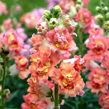 Antirrhinum majus Madame Butterfly Bronze White Snapdragon Seeds β 1000+ Ruffled Blooms for Garden & Cut Flowers