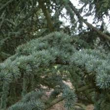 Cedrus libani Seeds – Cedar of Lebanon Evergreen Tree for Landscaping, Drought-Tolerant, Large Garden, Parks, Specimen