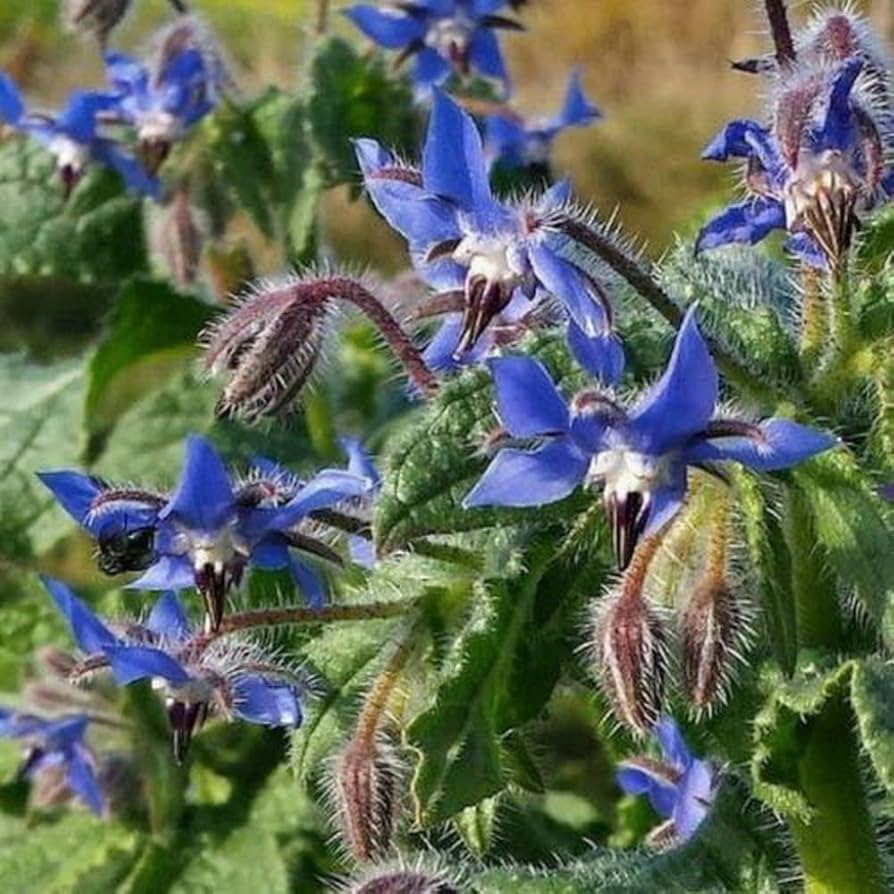 100 Borage Herb Seeds – Edible Blue Flowers & Pollinator Attractant – Borago officinalis Heirloom Seeds for Gardens