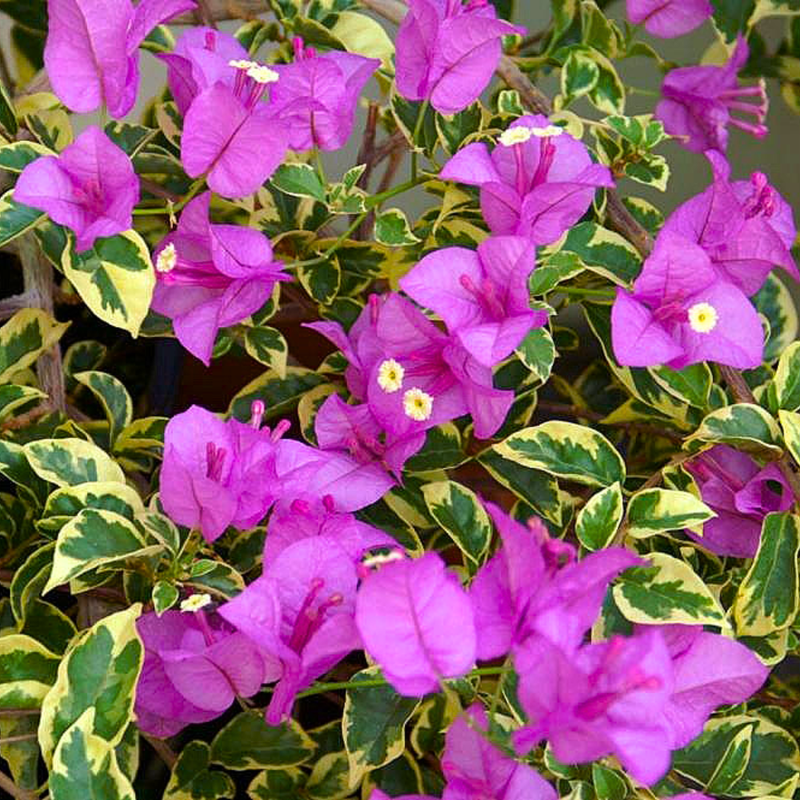 Variegated Purple Bougainvillea Live Plant 7" in 4" Pot - Tropical Vine with Vibrant Purple Bracts