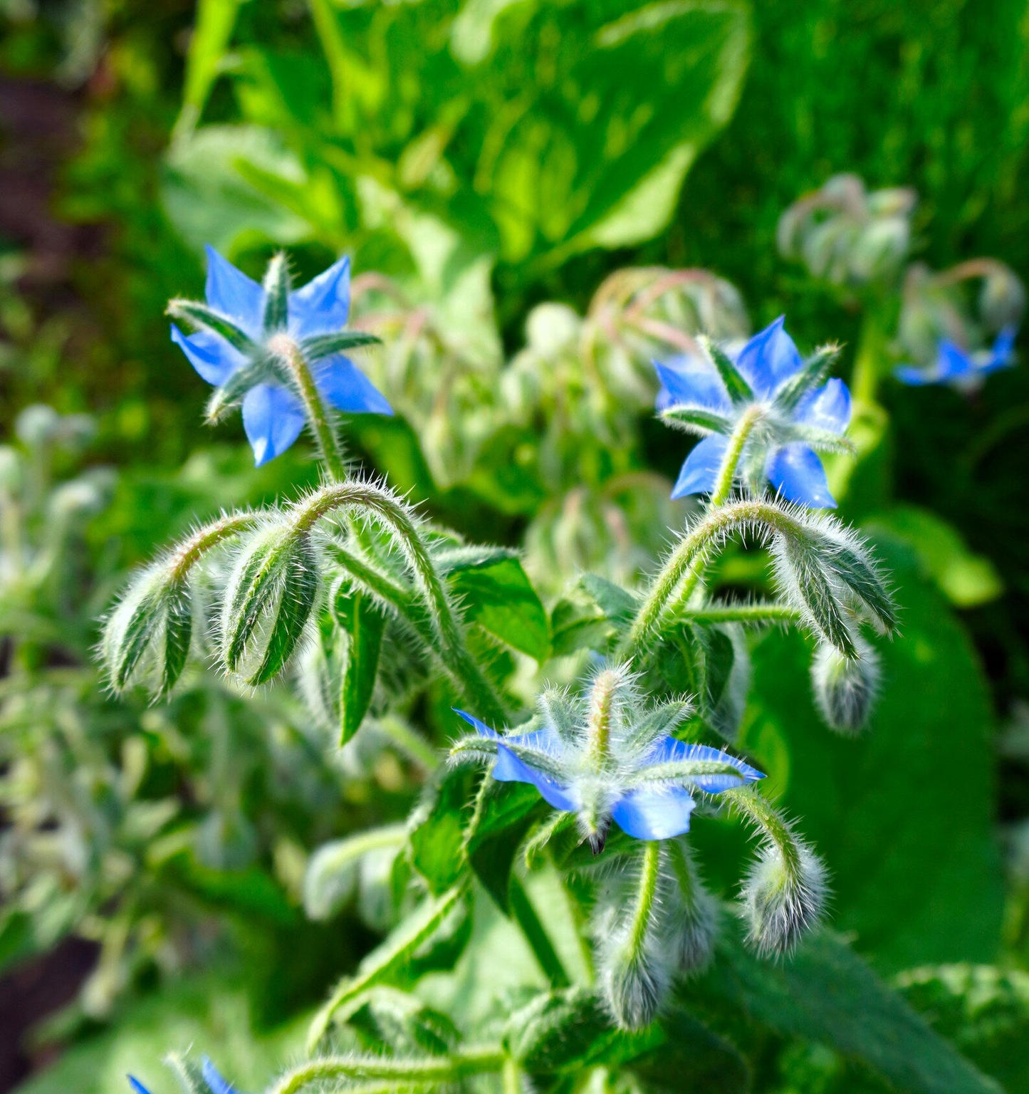 Borage Seeds 100 Pack - Edible Blue Flowers, Cucumber-Flavored Herb, Heirloom, Non-GMO, Pollinator-Friendly, Fast-Growing, USDA Zones 3-10