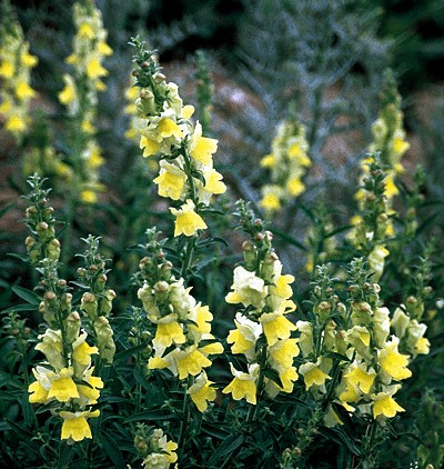 1000+ Orleans Early Lemon Yellow Snapdragon Seeds | Vibrant Non-GMO Flower Seeds for Borders & Cut Flowers