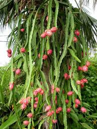 Red Dragon Fruit Cuttings - Pink Skin, Red Flesh | Hylocereus costaricensis | Ready to Plant