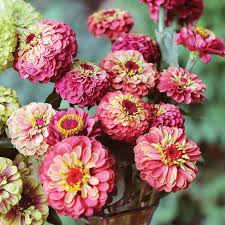 Queen Lime Red Zinnia Seeds – 100+ Vintage Rose-Lime Blooms for Cut Flowers, Pollinator Gardens, Summer Bouquets – Zinnia elegans