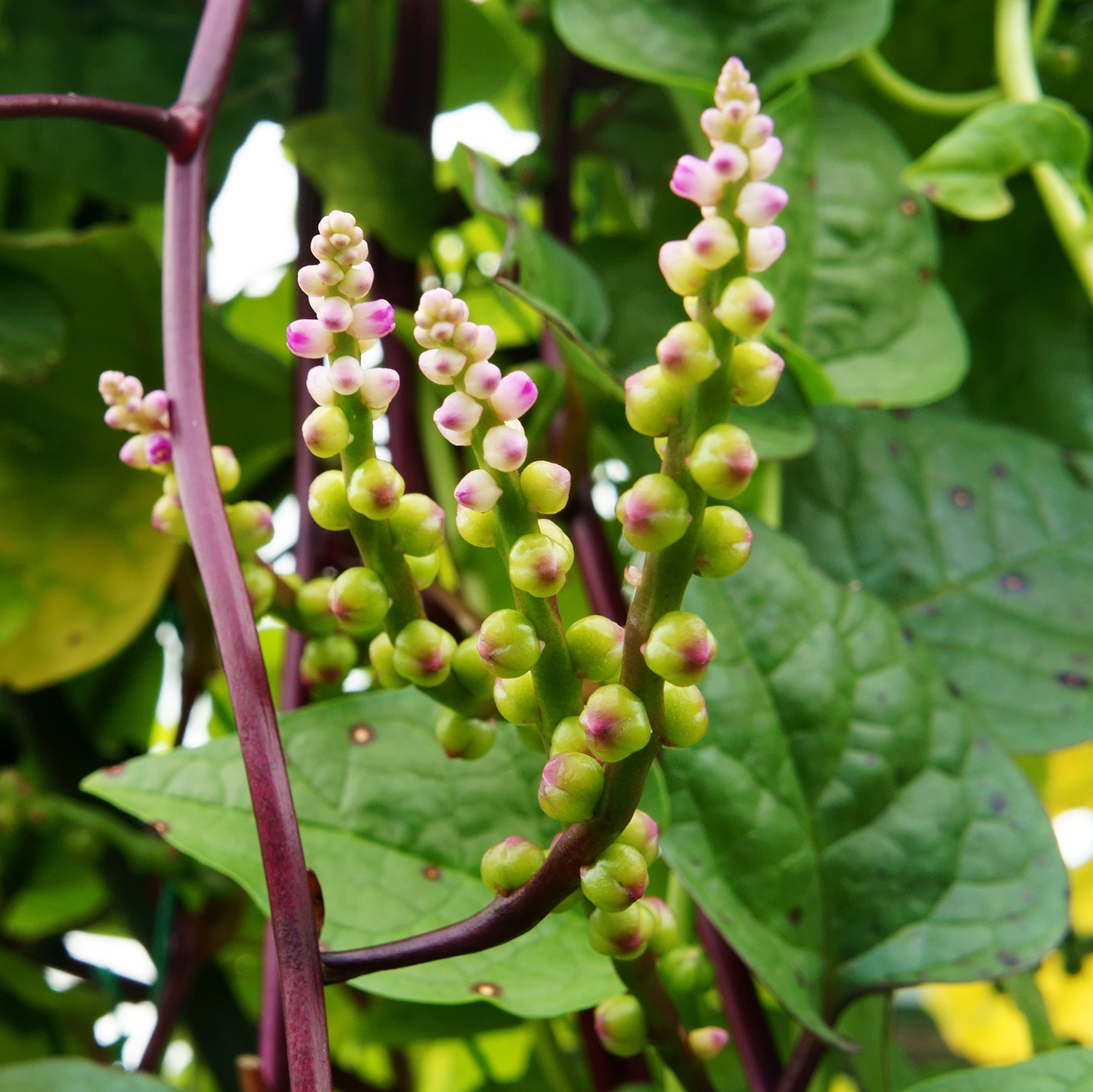 Malabar Spinach Seeds Red Stem 500mg | Heirloom Vegetable Basella alba/rubra for Summer Gardens