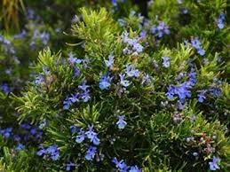 Organic Rosemary Herb Plants - Live Dipped Cuttings 10-12 Inches - Rosmarinus officinalis for Culinary & Gardening
