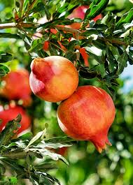 Pomegranate Tree Cuttings β 7 Live 6" Unrooted, Drought-Tolerant, Fast-Growing, Edible Landscaping, Punica Granatum