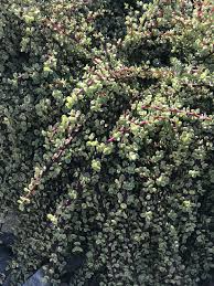 20 Unrooted Rainbow Elephant Bush Cuttings - Colorful Succulent Propagation Portulacaria afra