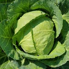 Cabbage Seeds Golden Acre Heirloom Variety – Compact, Tender, Fast-Growing, Cold Hardy, for Garden & Container Planting