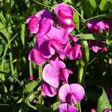 Sweet Pea Seeds – Fragrant Pink & White Blooms, Climbing Vines for Trellises – Lathyrus odoratus, 50 Seeds