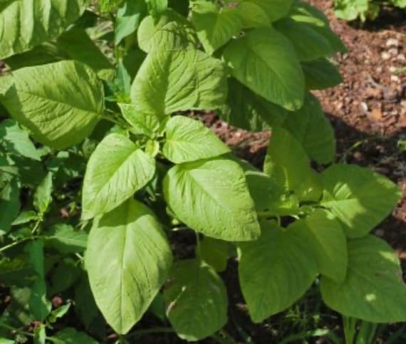 Edible Amaranth Seeds 500mg for Planting | Amaranthus tricolor White Light Green Leaf | Heirloom Microgreens & Vegetables