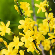 Jasminum Nudiflorum Winter Jasmine Vine Cuttings – Bright Yellow Flowers, Early Blooms, Hardy Climbing Vine, Garden Propagation