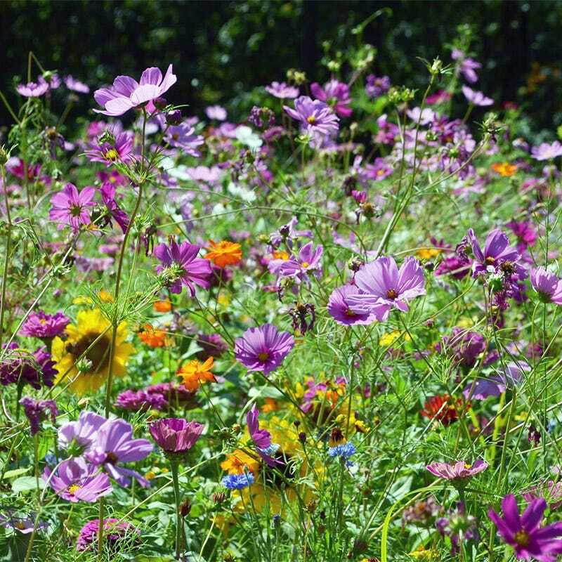 Wildflower Seed Mix 1000 Seeds Butterfly & Hummingbird Pollinator-Friendly Heirloom Non-GMO