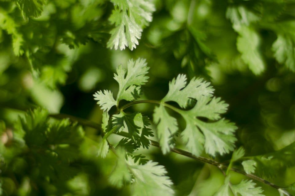 Leisure Cilantro Seeds | Heirloom Non-GMO | Slow to Bolt Culinary Herb | Coriandrum sativum | 125 Seeds