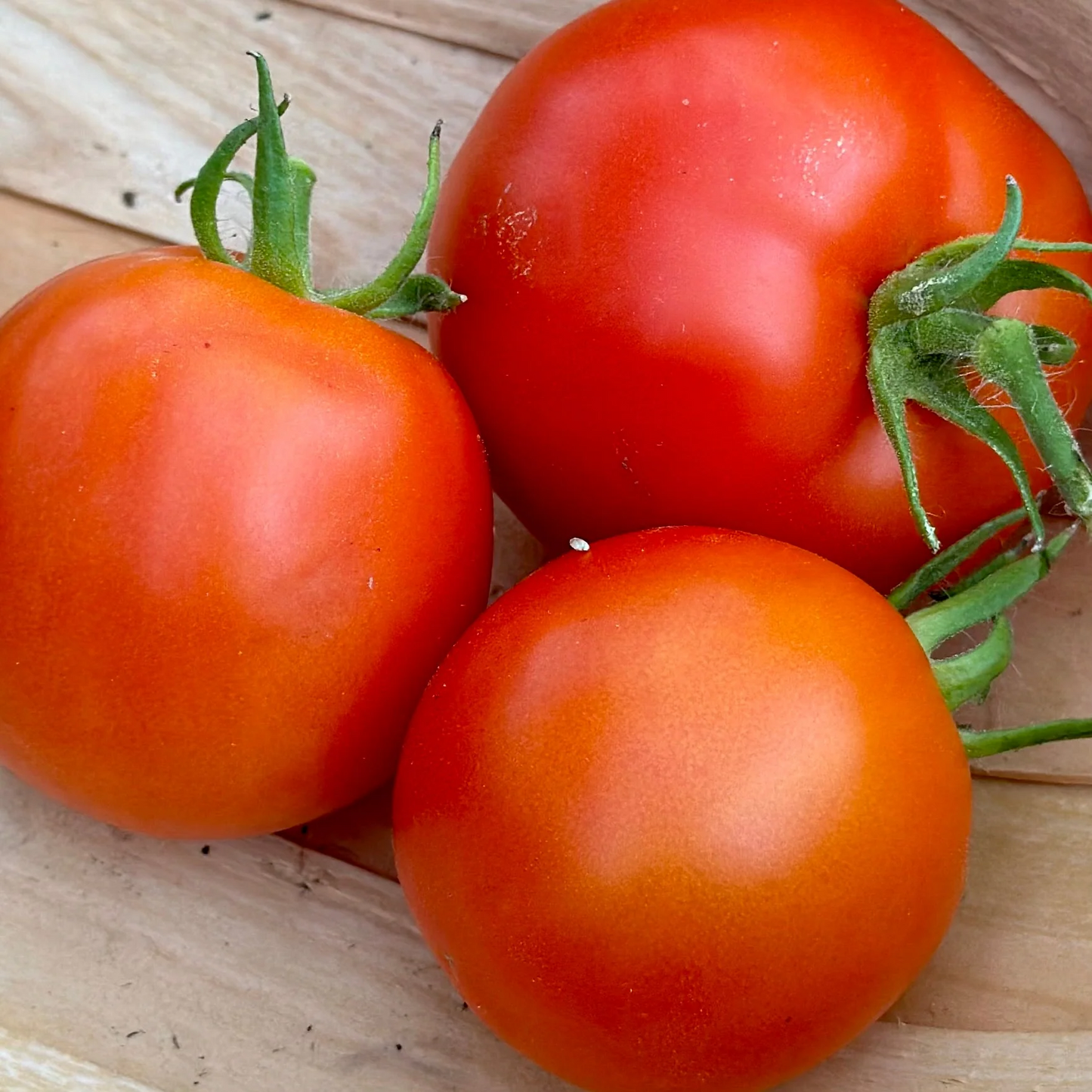 Legend Tomato Seeds – 100mg, Early Maturing, Disease-Resistant, Juicy Red Fruits, Slicing & Salad, Solanum lycopersicum
