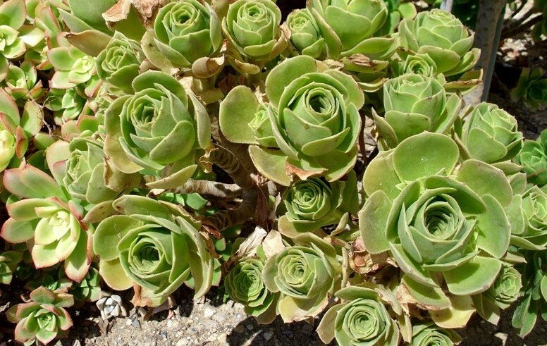 Aeonium Balsamiferum 4" Cutting | Unrooted Succulent Plant | Easy to Grow | Broccoli-Like Shape | Drought Tolerant