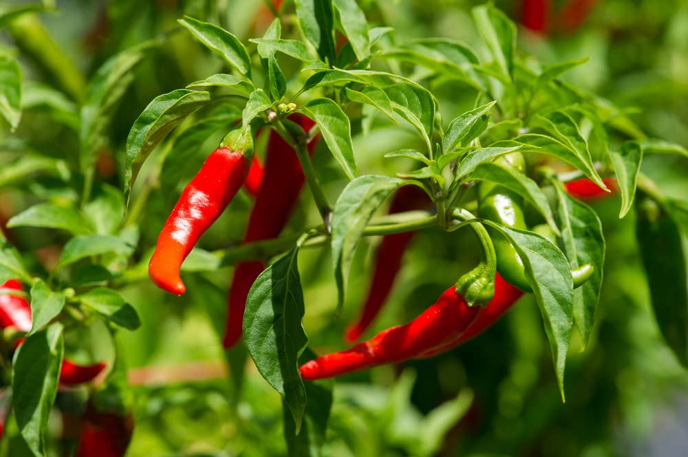 Long Thin Red Cayenne Pepper Seeds – Capsicum annuum – Spicy Heirloom Chili, Non-GMO, High-Yield for Drying & Cooking