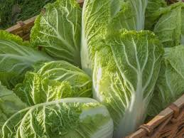 150 Seeds Chinese Cabbage Kogane Brassica rapa Heirloom Asian Greens for Planting, Gardening & Fresh Harvests