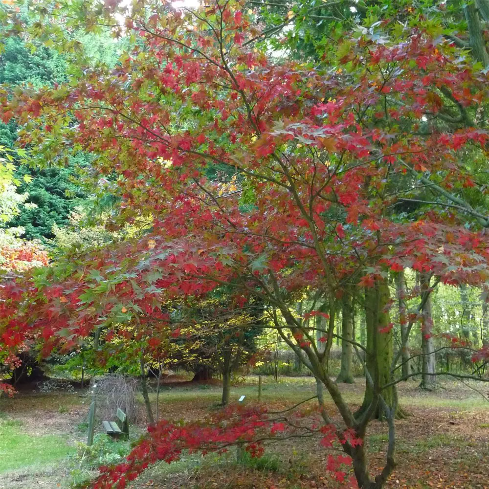 Acer grosseri var. hersii Seeds – Rare Snakebark Maple Tree with Striped Bark & Fall Foliage – Ornamental Landscape or Bonsai Tree