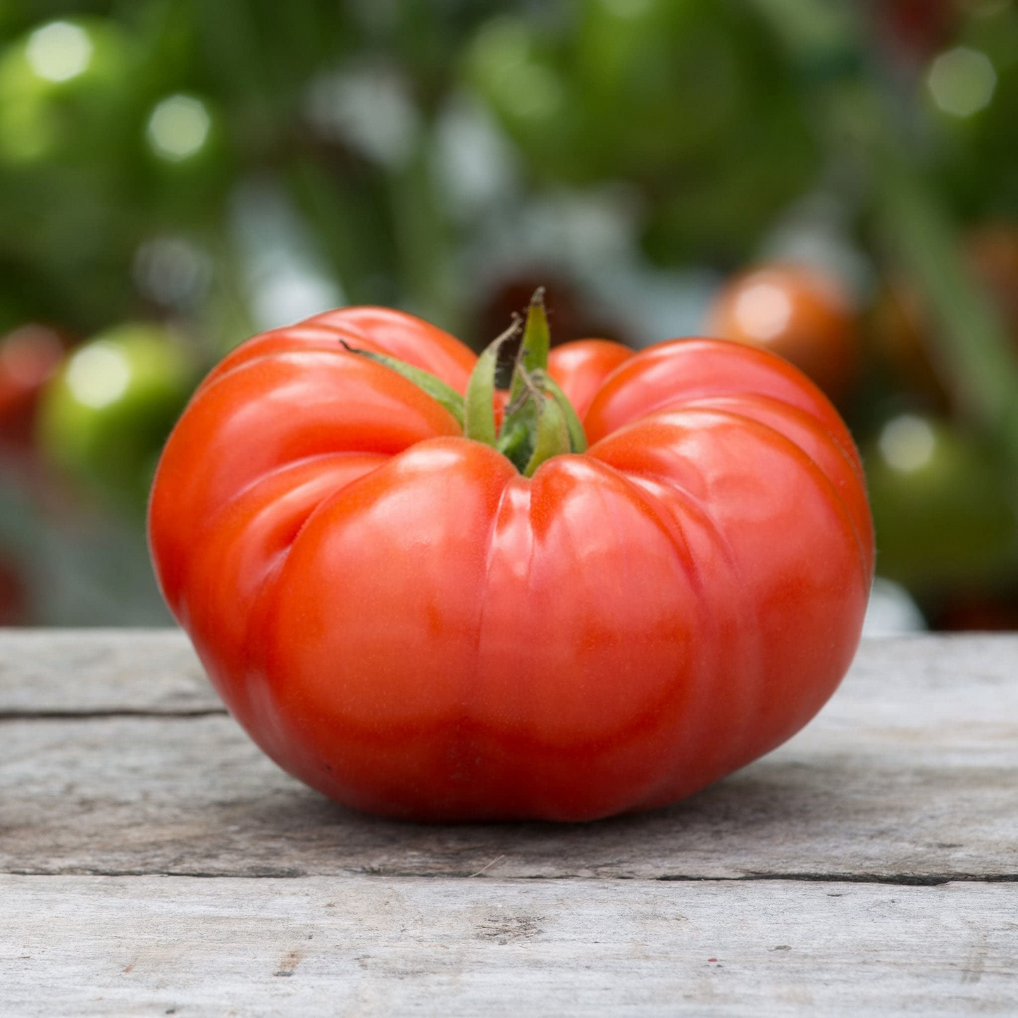 Beefsteak Tomato Seeds - Heirloom, Non-GMO, Indeterminate, Juicy, Large Fruit, Solanum Lycopersicon