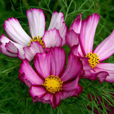 Cosmos bipinnatus Tall Mix Seeds β Wildflower Blend for Pollinators, Cut Flowers, Eco-Friendly, Non-GMO, 500 Seeds