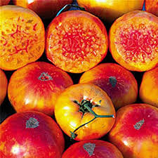 30 Hillbilly Tomato Seeds – Heirloom Beefsteak, Yellow-Orange with Red Stripes, Indeterminate, Juicy, Large Fruits