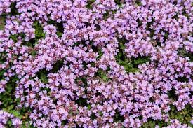 Creeping Thyme Seeds, Thymus serpyllum, Ground Cover, Pollinator-Friendly Herb, Fragrant, Drought-Tolerant, 1000 Seeds