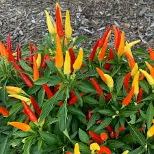 Tabasco Pepper Seeds β Heirloom, Spicy & Tangy, High-Yielding, Non-GMO β Capsicum frutescens, Hot Chili for Sauces & Salsas