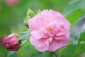 4 Confederate Cotton Rose Unrooted Cuttings Hibiscus mutabilis Color-Changing Flowers Hardy Flowering Plant