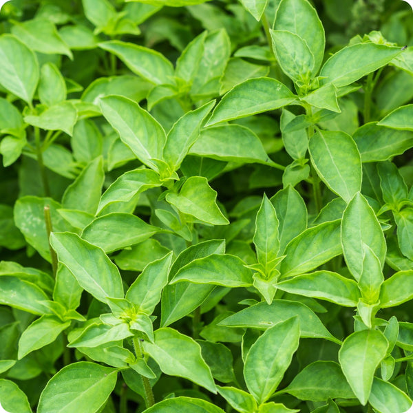 Lime Basil Seeds 500 Count – Citrus-Scented Herb for Culinary & Garden Use – Ocimum basilicum