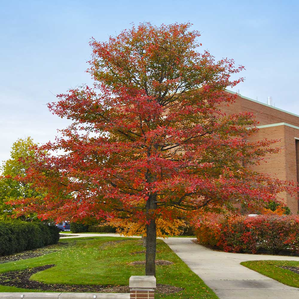 10 'Wildfire' Black Tupelo Tree Seeds | Edible Fruits, Fast Growing, Vibrant Fall Colors, Hardy Nyssa sylvatica for Landscaping