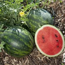 Mini Love Watermelon Seeds – 50+ Small Sweet Red Melons for Compact Gardens, Raised Beds & Patio Growing – Citrullus lanatus