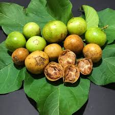 Spanish Tamarind Tree - Live Tropical Fruit Tree 12-24 Inches, Ornamental & Fruiting, Exotic Vangueria madagascariensis