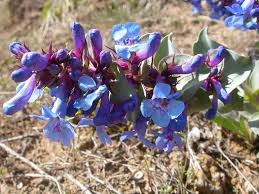 Penstemon Nitidus Seeds - Waxleaf Penstemon, Drought-Tolerant Native Wildflower, Lavender Blue Blooms, Pollinator-Friendly, Xeriscape