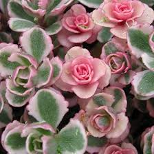 Tricolor Sedum Spurium Succulent Cuttings – 4 Live Variegated Stonecrop, Hardy Ground Cover, 2"-4" Plants
