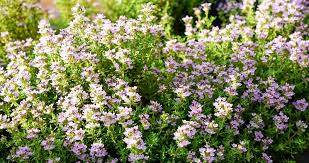 300 Seeds Thyme (Thymus vulgaris) Culinary Herb for Cooking, Seasoning & Pollinator Gardens